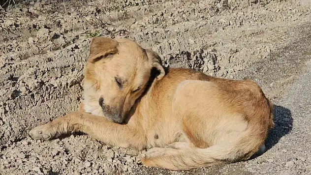 10 köpek uyuşturulup, araziye atıldı! Açıklama geldi