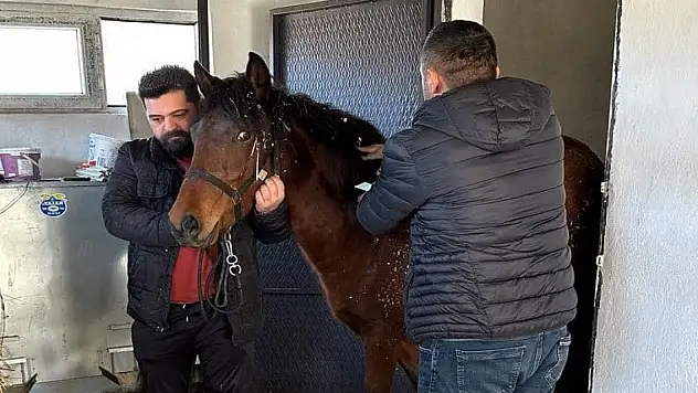 Konya'daki atlar tarandı