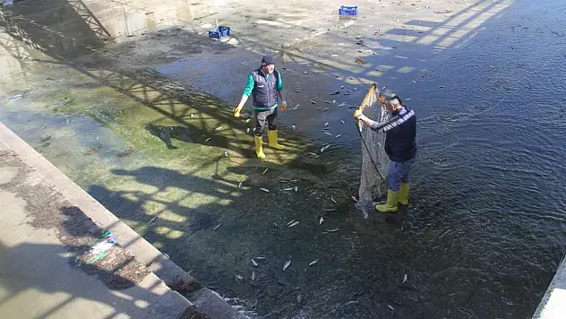 Beyşehir Gölü'nden kanala akan balıklar, görevlilerce toplanıp tekrar sulara salındı