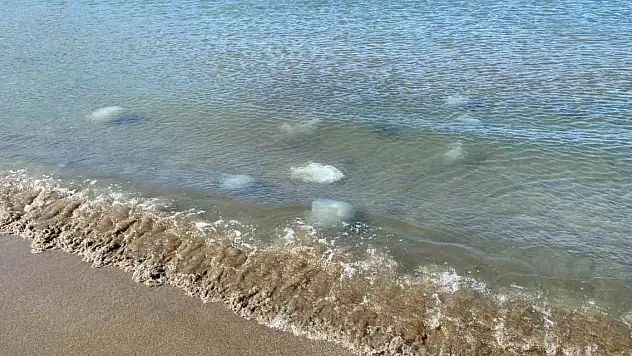 Ölüleri kıyıya vurdu