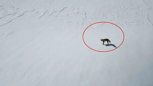 Tilki drona saldırdı