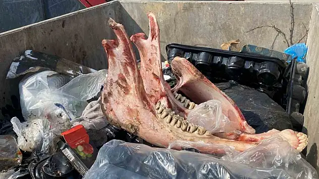 Çöpte eti sıyrılmış tek tırnaklı hayvan kemikleri bulundu