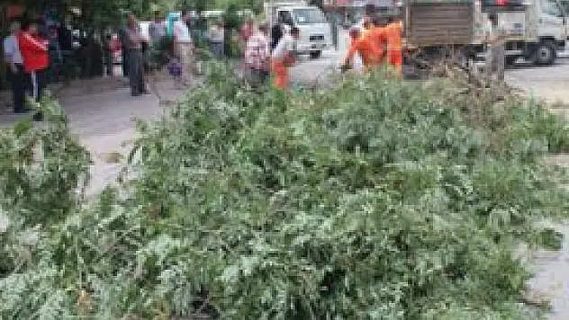 Otomobilin üzerine ağaç yıkıldı