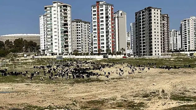 Milyonluk evlerin önü otlağa döndü! Sebebi ise...