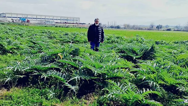 Enginarın sırrını çözmek için araştırma tarlası oluşturdu