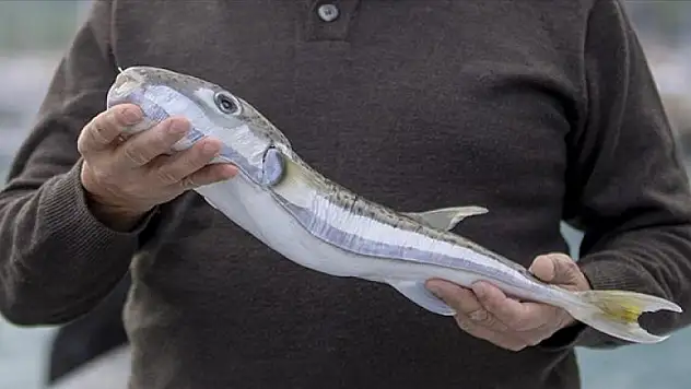 Balon balığı avcılığı desteğinde yüzde 400 artış