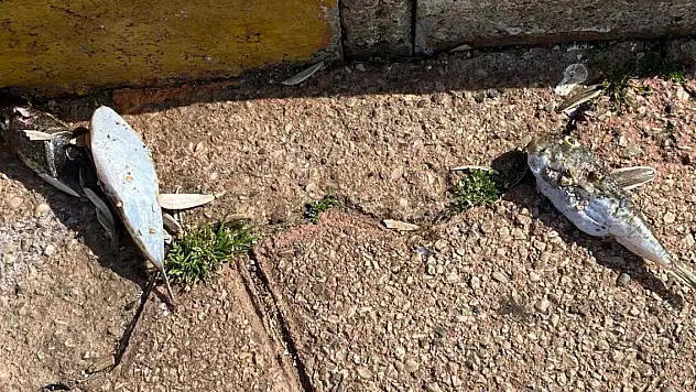 Balon balıkları sokak hayvanları için tehlike oluşturuyor