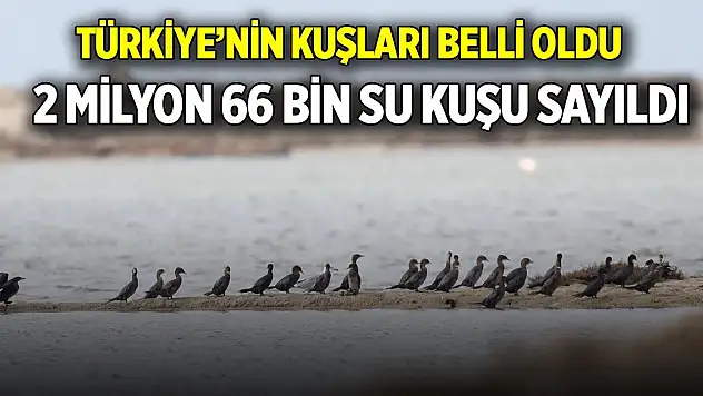 Türkiye'nin kuşları belli oldu 2 Milyon 66 bin su kuşu sayıldı
