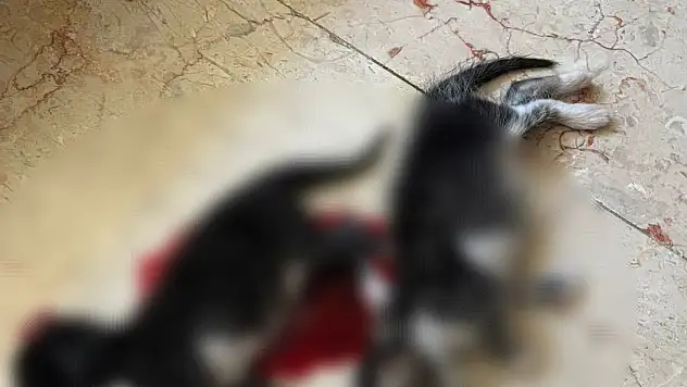 6 yavru kedi başları kesilerek öldürülldü