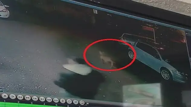 Başıboş Pitbull 2 çocuğu ısırdı!