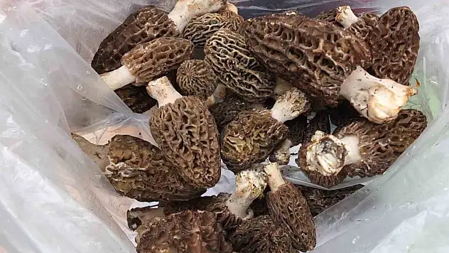 Bu mantar altın ile yarışıyor