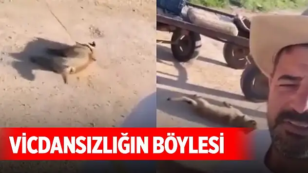 Öldürdüğü köpeği at arabası arkasında sürükledi
