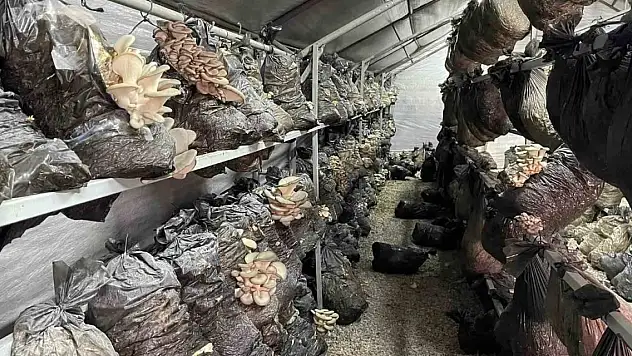 Beyşehir'de mantar üretimi üreticilerin gözdesi oldu