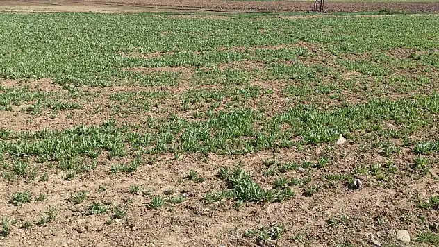 Ektiler, başlarına bela oldu! 4 kişi yakalandı