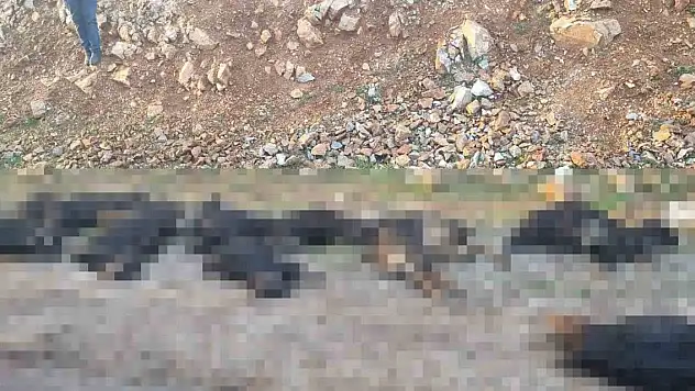 Yıldırım düştü: 17 koyun telef oldu