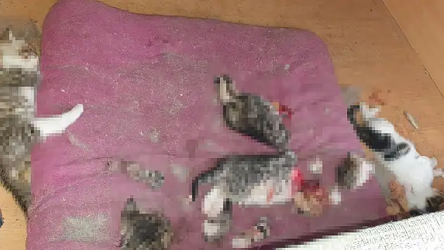 Ankara'da başları ve patileri kesilerek öldürülmüş 6 yavru kedi bulundu