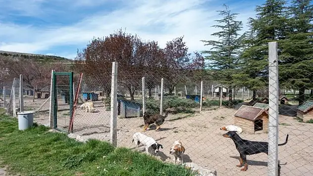 Bahçesinde 180 köpeğe bakan kişiye büyük ceza
