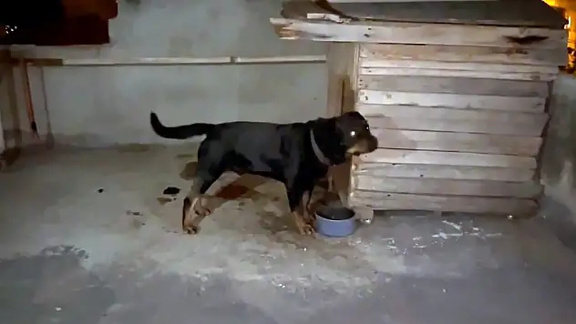 Bayram ziyaretinden dönen Asel, köpek saldırısında yaralandı