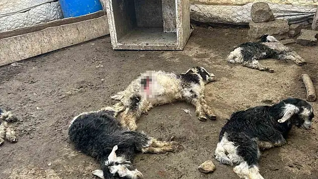 Başıboş köpekler 45 oğlağı telef etti