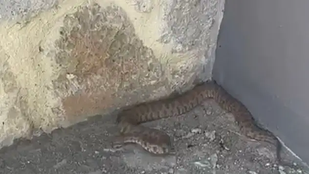 Isırığı hayattan koparıyor: 2 metrelik engerek yılanı görüntülendi
