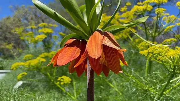 'Hüzün Çiçeği'ni sakın koparmayın! Cezasını duyunca şok olacaksınız