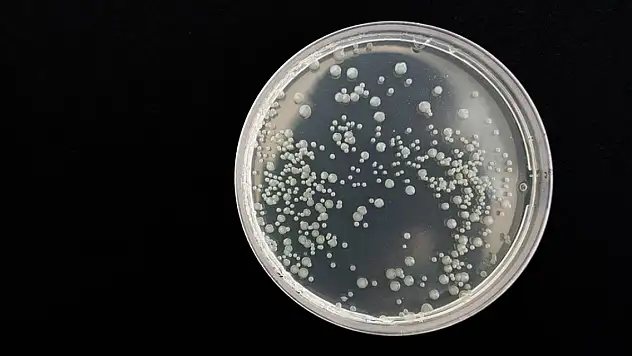 Bilimsel araştırma... Bazı ölümcül bakteriler vampir gibi besleniyor