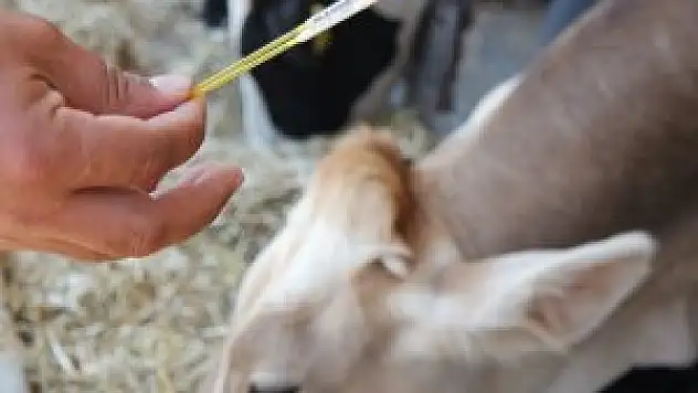 Et fiyatları 'embriyo transferi ile düşecek'