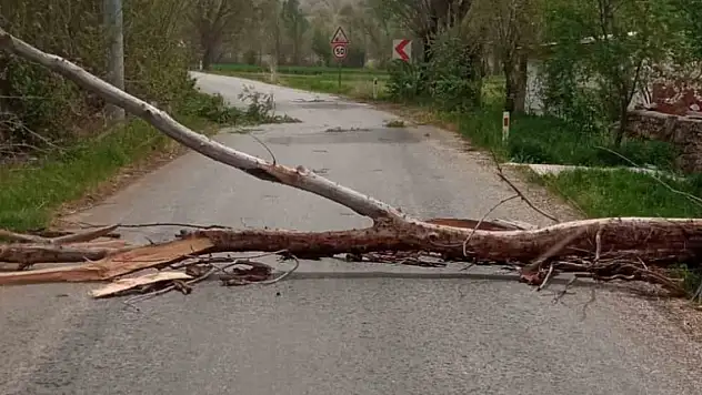 Konya Beyşehir'de devrilen ağaç yolu kapattı
