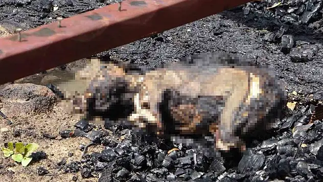 Yangında 2 köpeği ile birlikte feci şekilde can verdi