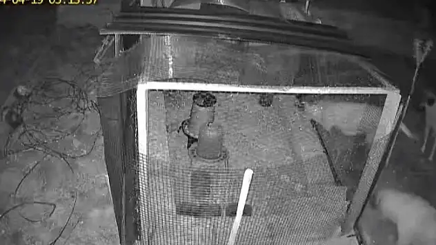 Sokak köpekleri iki kümeste 31 tavuğu telef etti