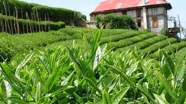 Türkiye'nin çay ihracatı ilk çeyrekte 8,5 milyon dolar oldu