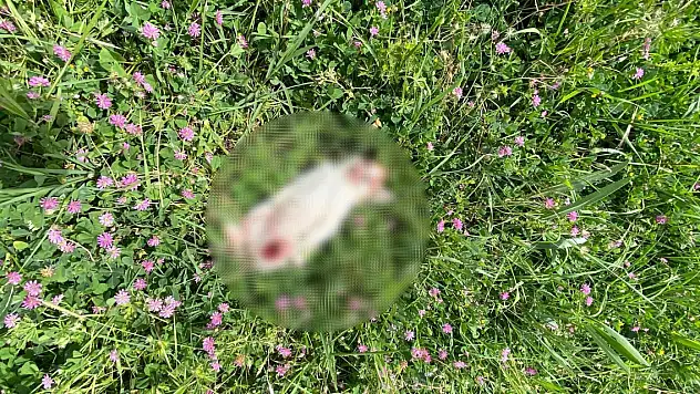 Bursa'da 6'sı yavru 7 kedi parçalanarak öldürülmüş halde bulundu