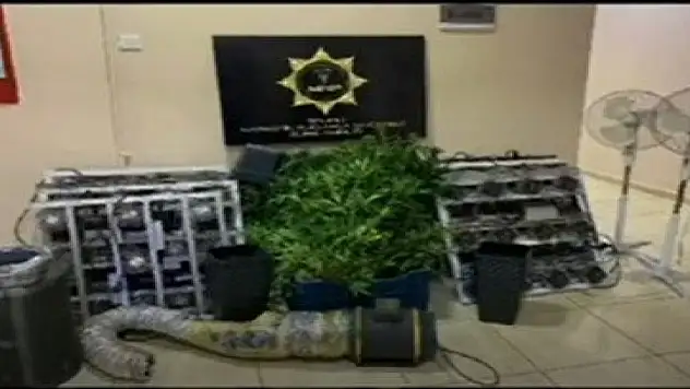 Polis, hayretler içinde kaldı! Evde 'zehir' serası kurmuş