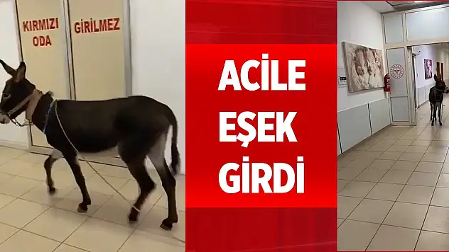 Eşek, hastanenin acil servisine girdi o anlar kamerada
