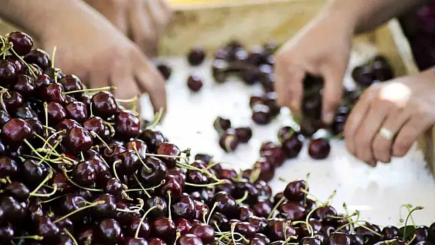 Dünya'da meyve üretiminde Türkiye'nin yeri belli oldu
