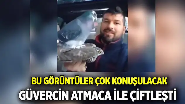 Bu görüntüler çok konuşulacak Güvercin atmaca ile çiftleşti