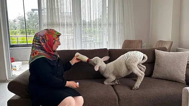 Evlerine aldıkları kuzuya bebek gibi bakıyorlar