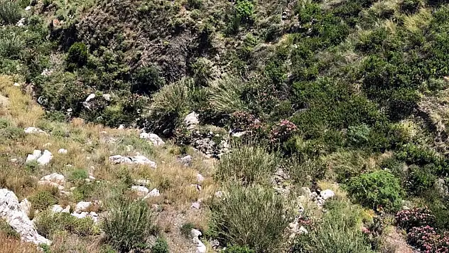 Köpeğiyle doğa yürüyüşüne çıkıp geri dönmedi cansız bedeni bulundu