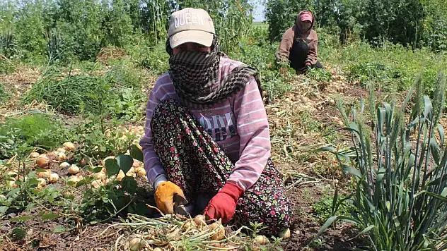 12 saat çalışıyorlar, 900 TL alıyorlar