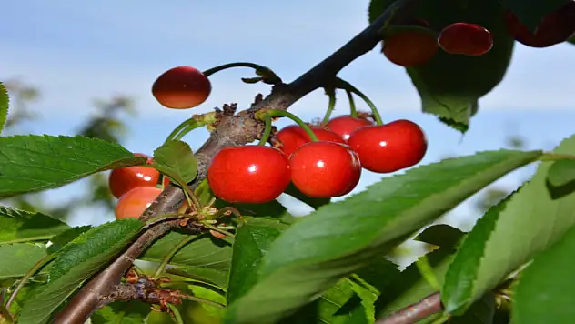 Kiraz ihracatında hedef 300 milyon dolar