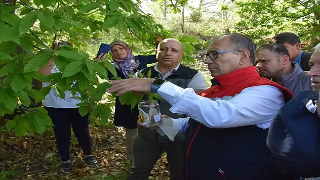 O ilde ilk kez denendi, üreticisine umut oldu