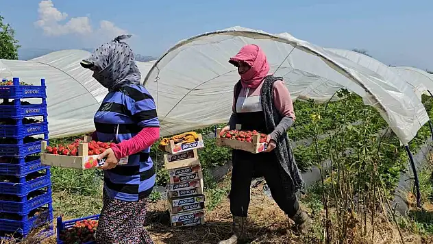 İşçi bayramını meydanda değil, tarlada pasta keserek kutladılar