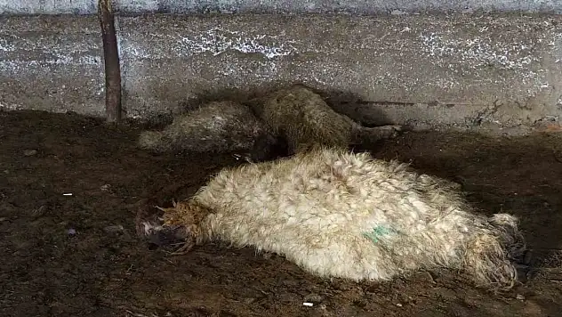 Ahırda havasız kalan koyunlar telef oldu
