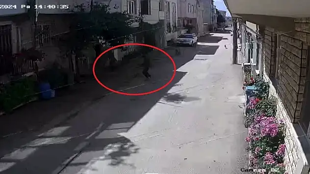 Sokak köpekleri 3 çocuğa saldırdı! İşte o anlar