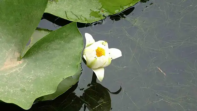 Bu çiçeği koparmanın cezası 387 bin 141 TL