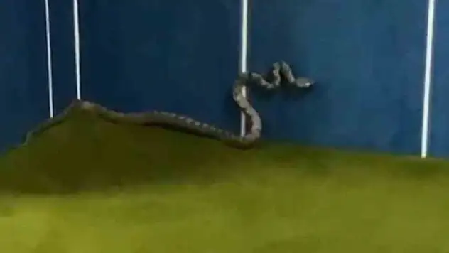 Camiyi yılanlar bastı