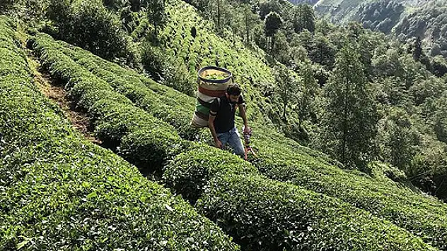 Yaş çay alım fiyatı belirlendi