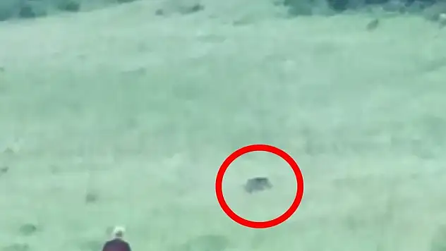 Domuz sürüsü şehre indi, vatandaşlar kovaladı