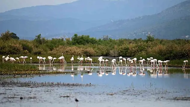 Flamingolardan görsel şölen
