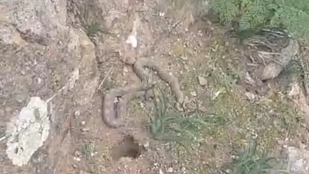 Pancara giden vatandaş çıngıraklı yılanla karşılaştı